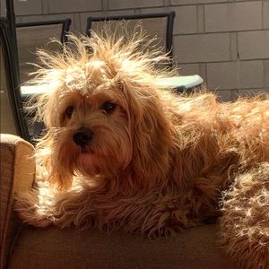 Meet your Posher, Leanne